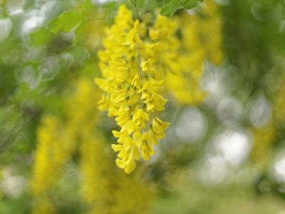 2024_05_12 Laburnum (4) DXO